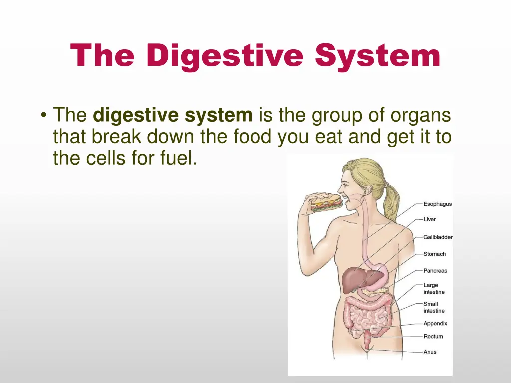 the digestive system
