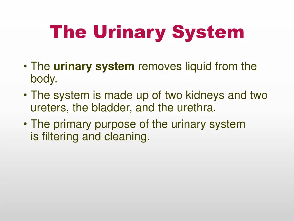 the urinary system