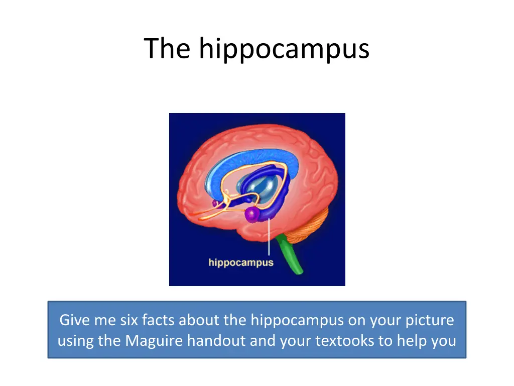 the hippocampus