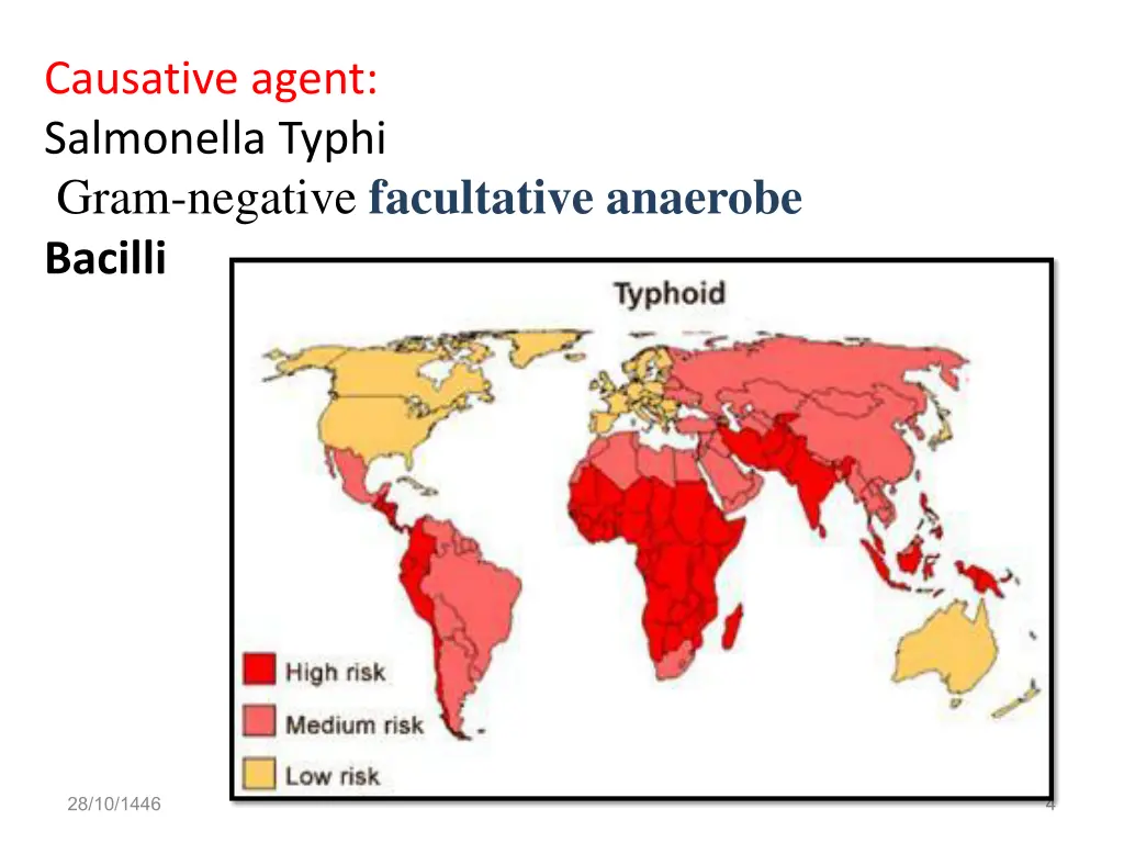 causative agent salmonella typhi gram negative