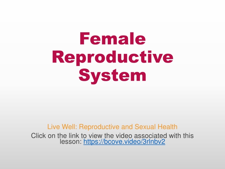 female reproductive system