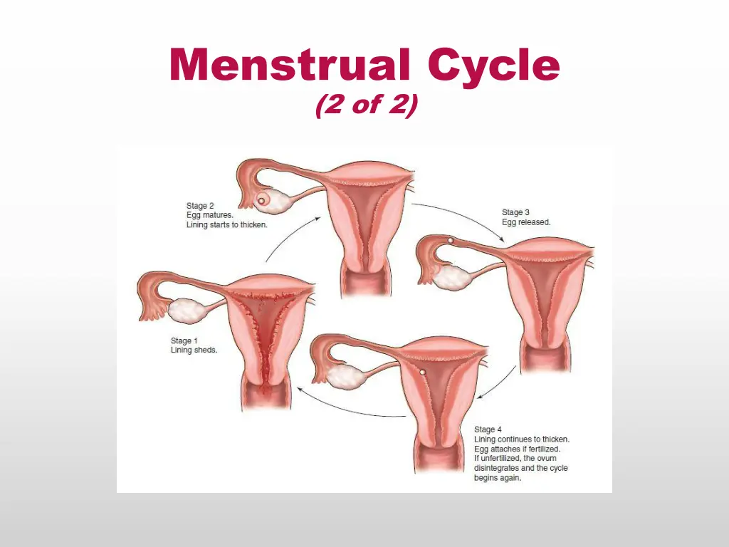 menstrual cycle 2 of 2