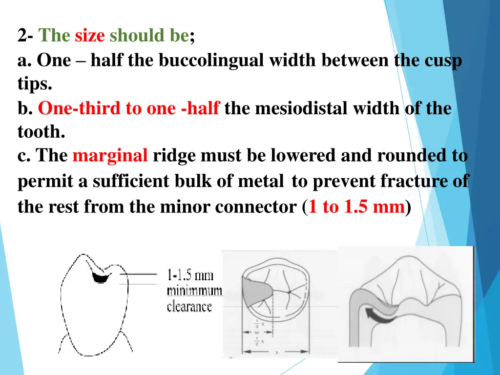 2 the size should be a one half the buccolingual