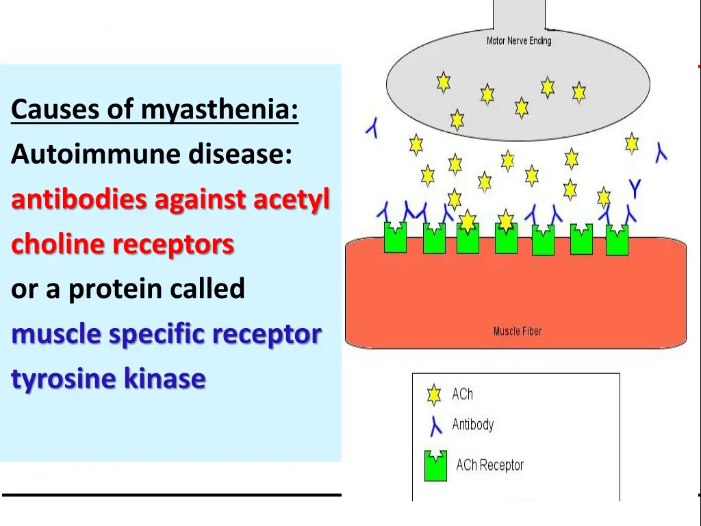 causes of myasthenia autoimmune disease