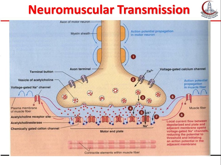 neuromuscular transmission