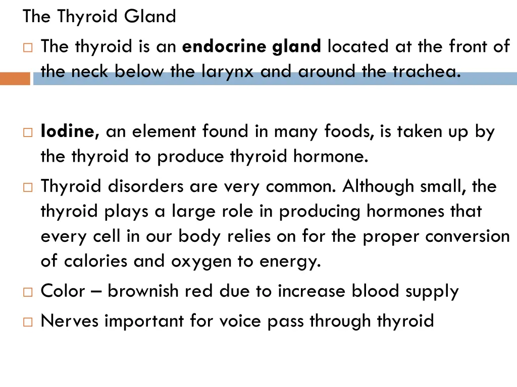 the thyroid gland