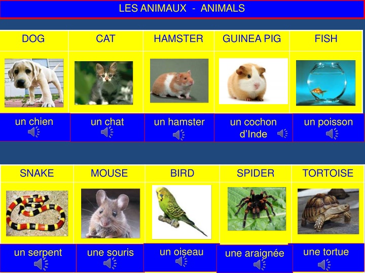 les animaux animals