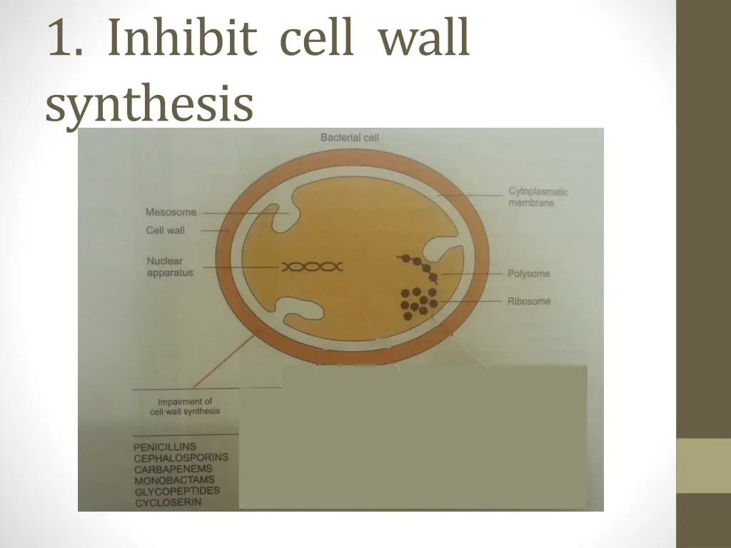 1 inhibit cell wall synthesis