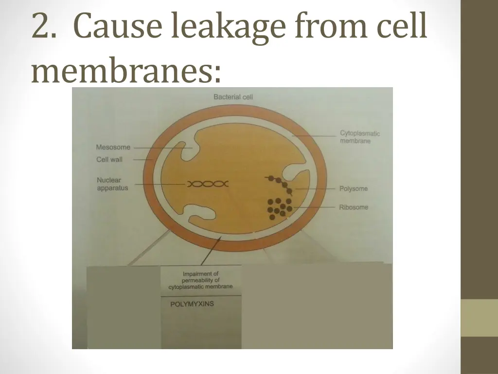 2 cause leakage from cell membranes