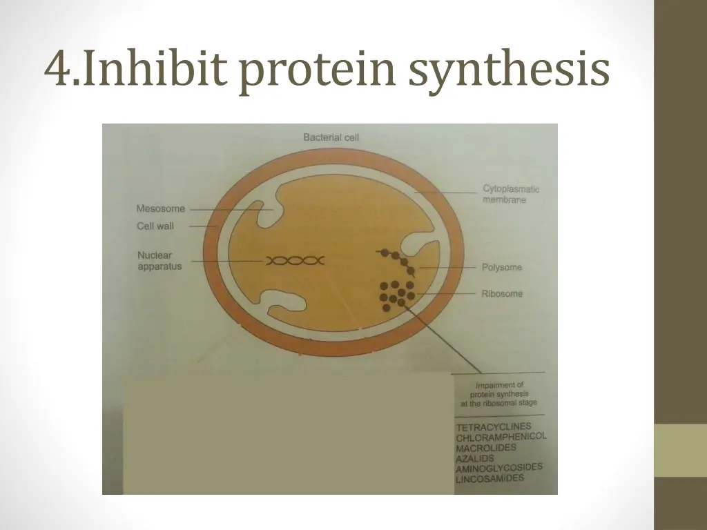 4 inhibit protein synthesis