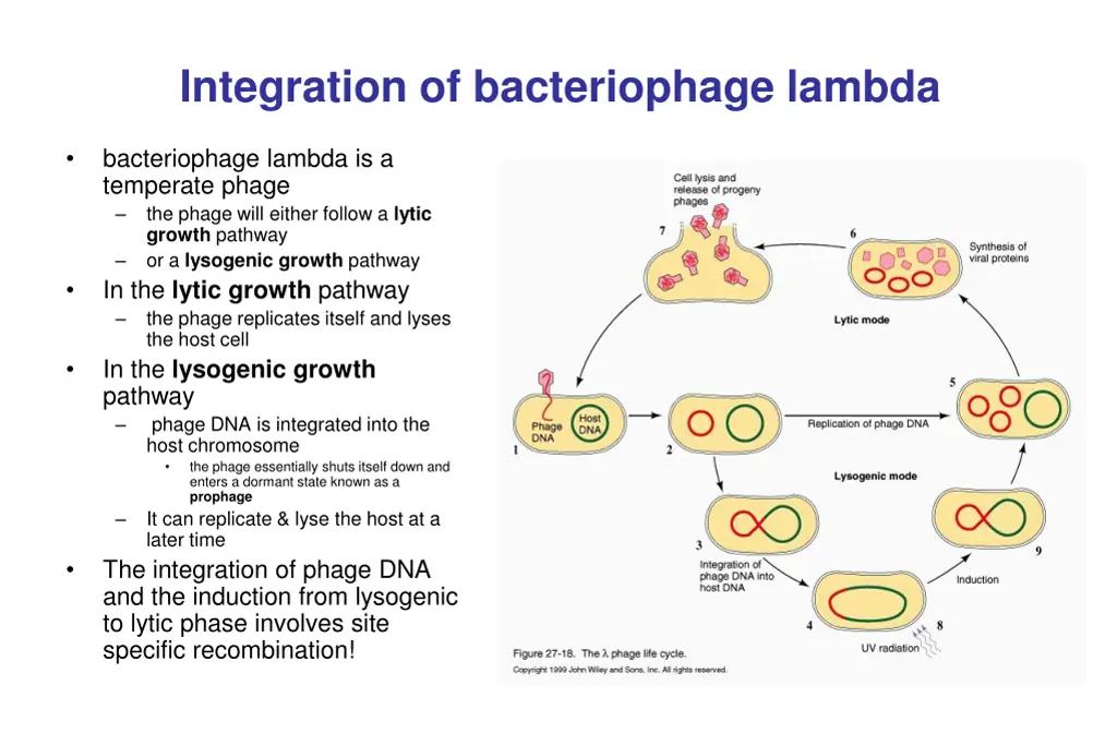 integration of bacteriophage lambda
