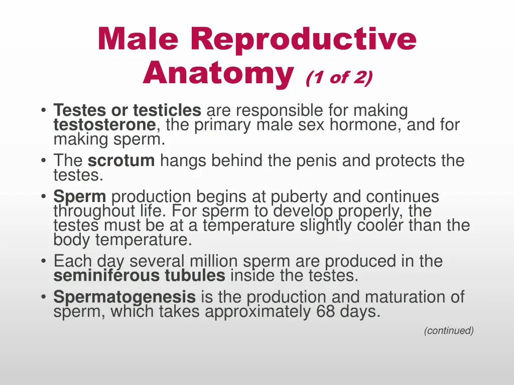 male reproductive anatomy 1 of 2 testes