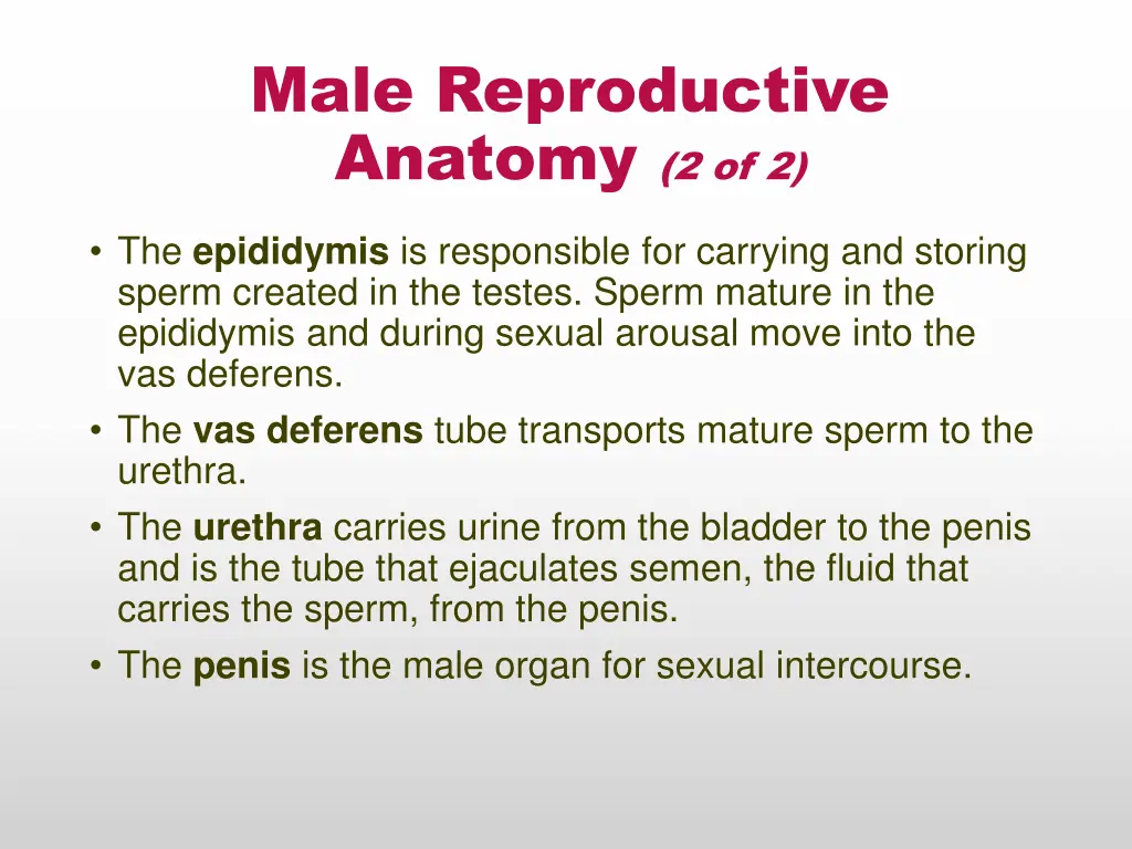 male reproductive anatomy 2 of 2