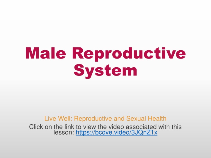 male reproductive system
