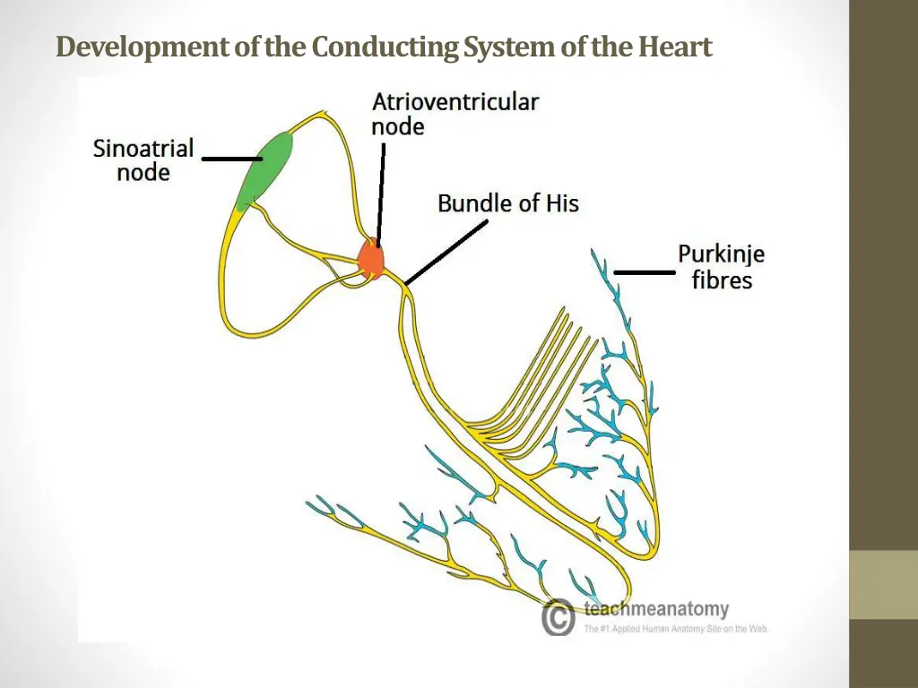 development of the conducting system of the heart