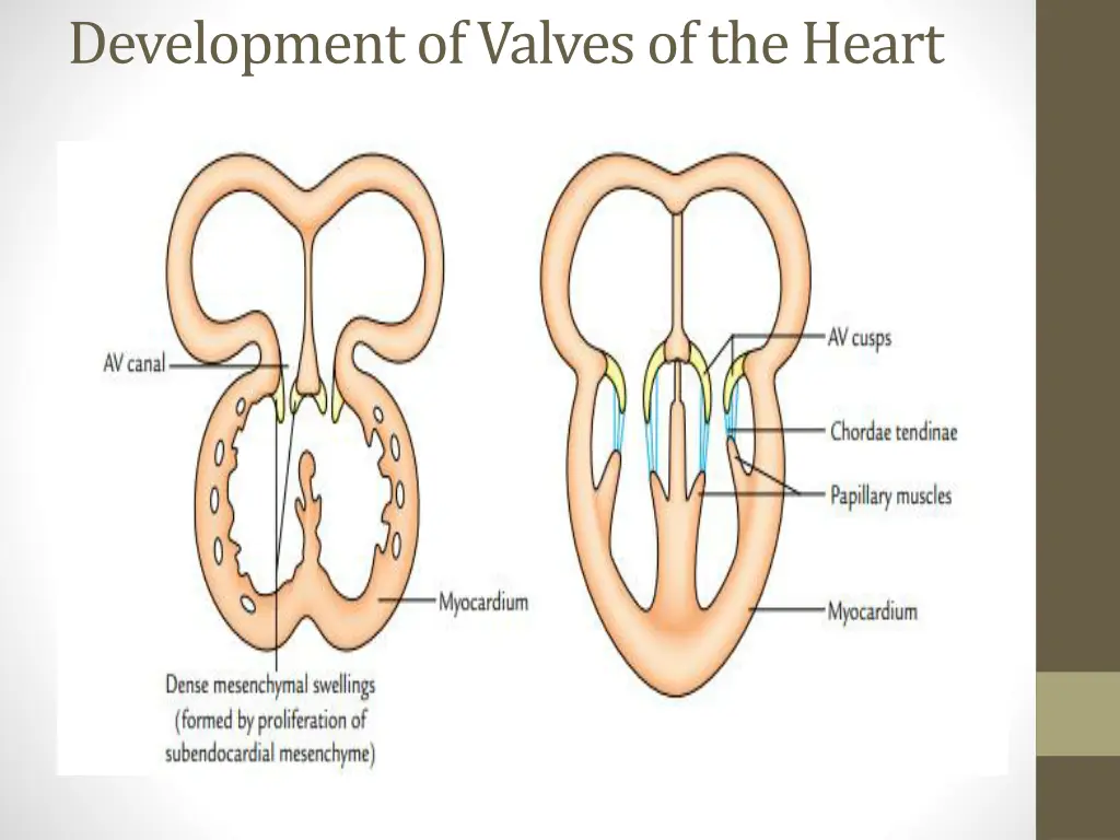 development of valves of the heart