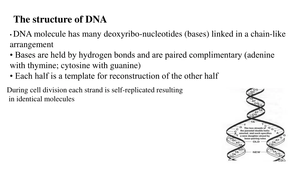 the structure of dna