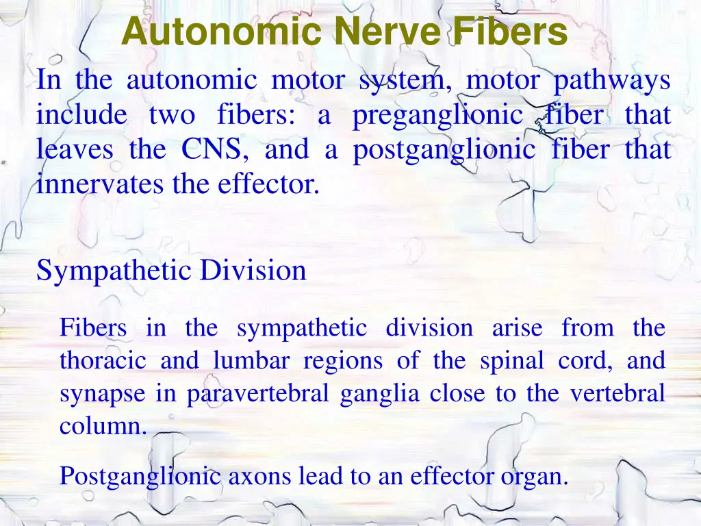 autonomic nerve fibers in the autonomic motor
