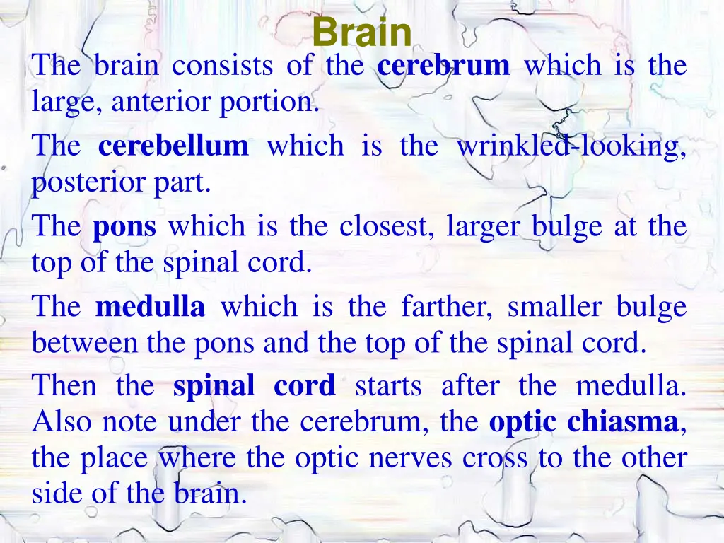 brain 1