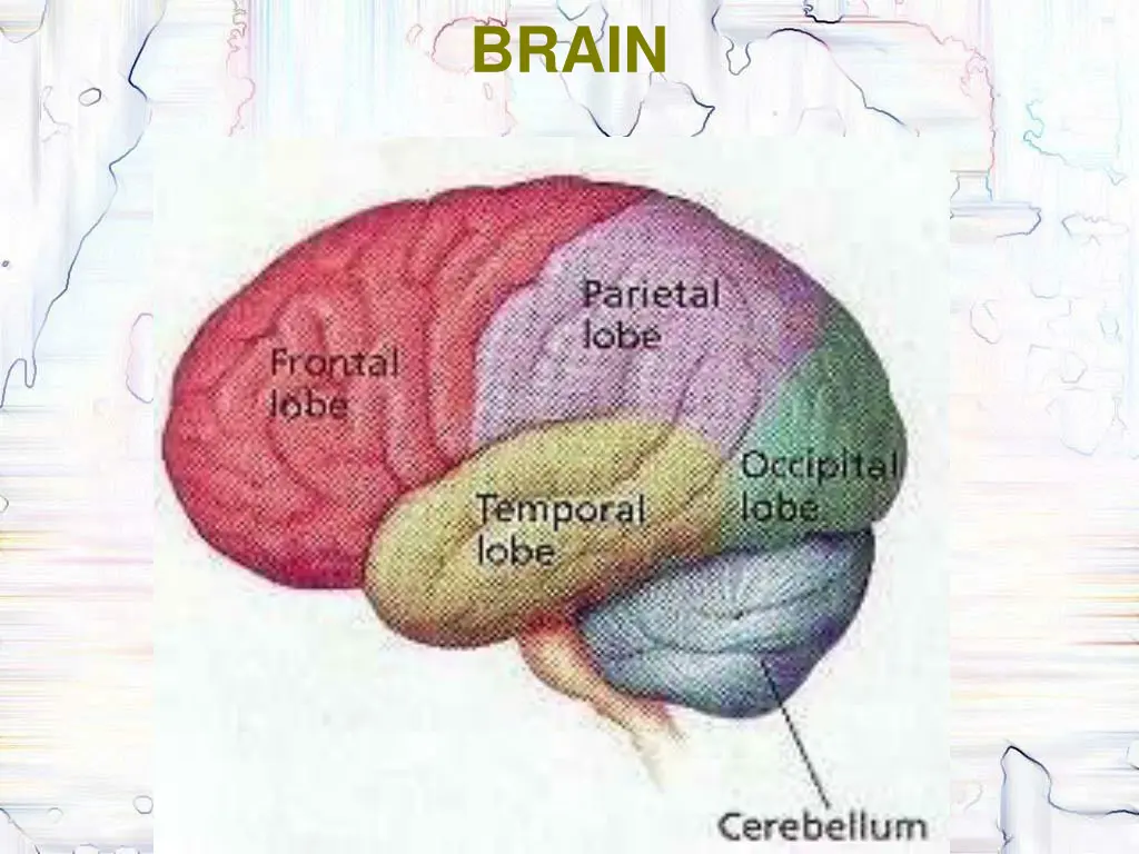 brain