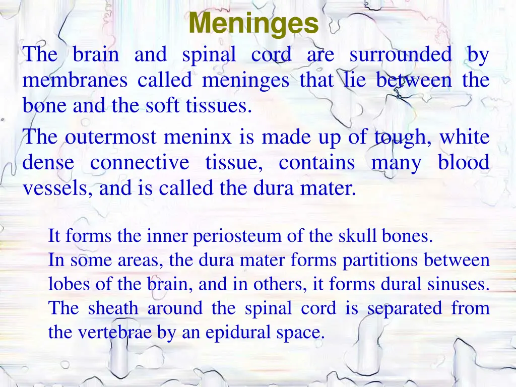 meninges