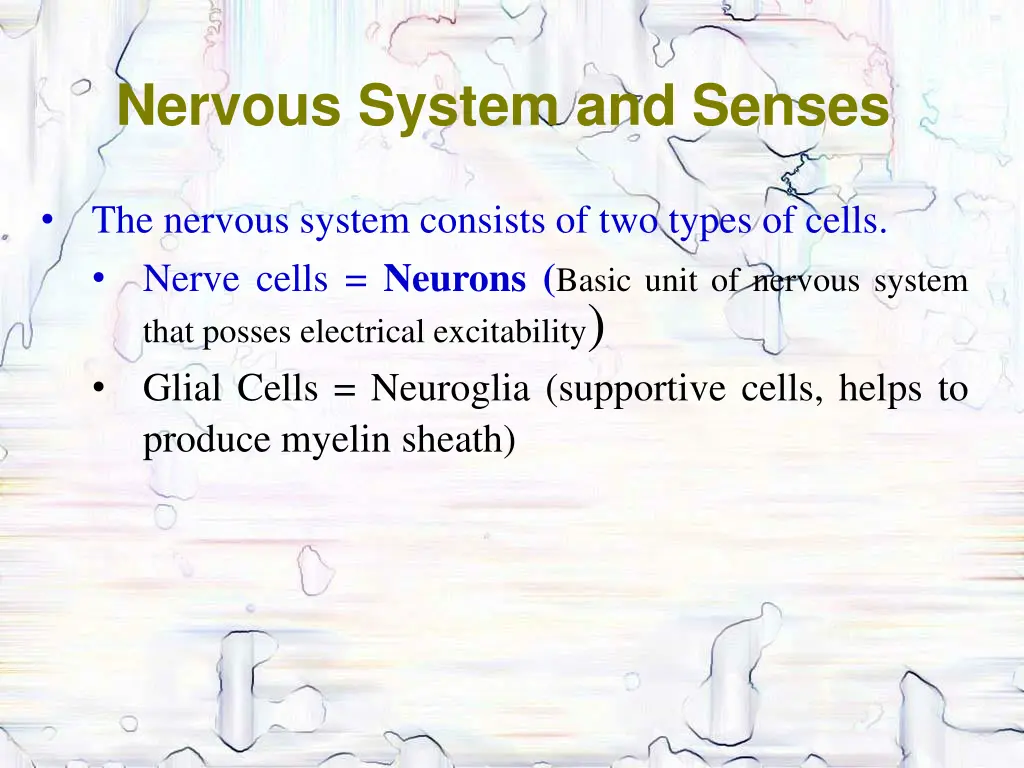 nervous system and senses