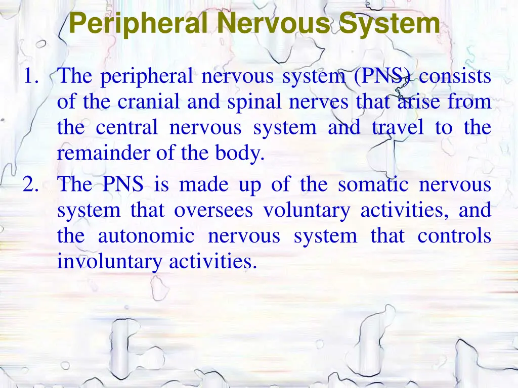 peripheral nervous system