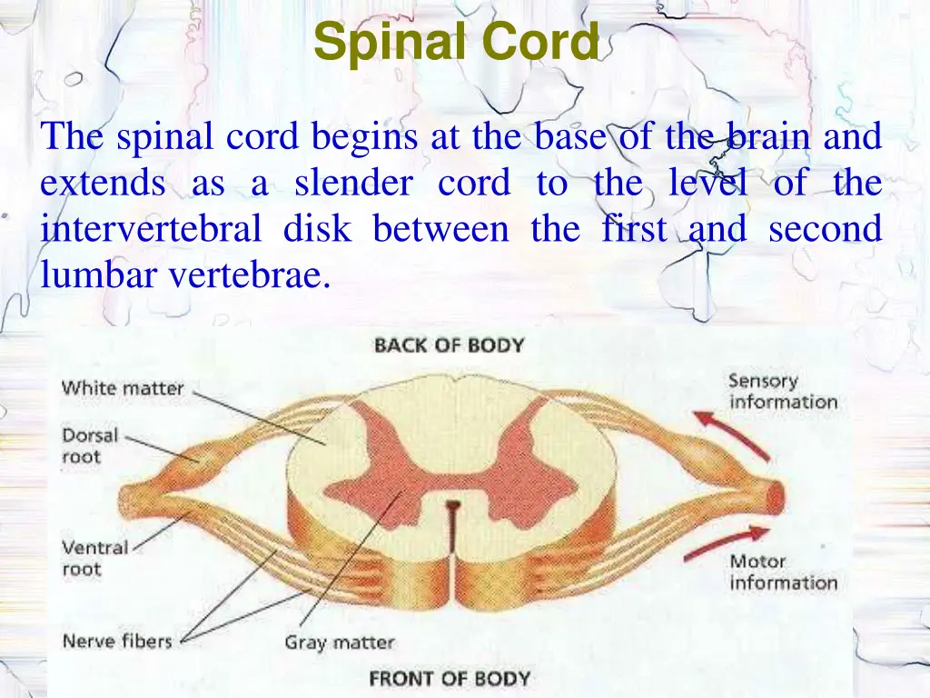 spinal cord