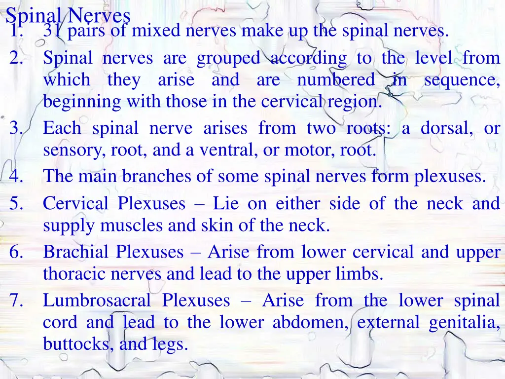 spinal nerves