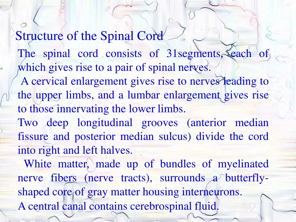 structure of the spinal cord the spinal cord