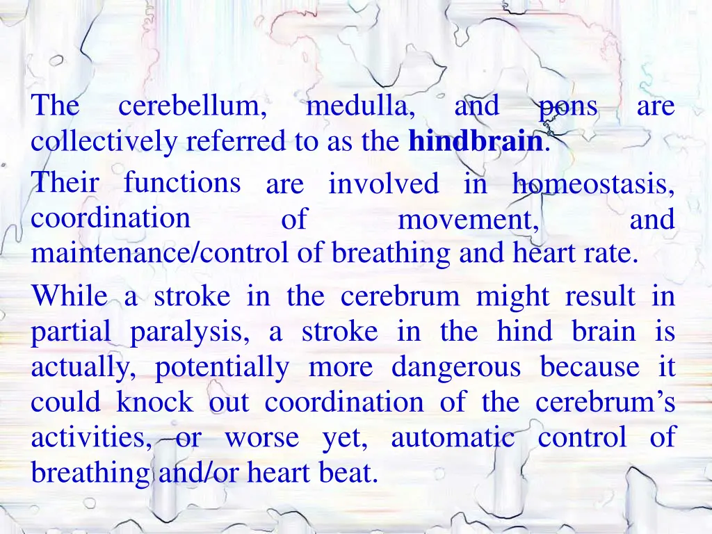 the collectively referred to as the hindbrain