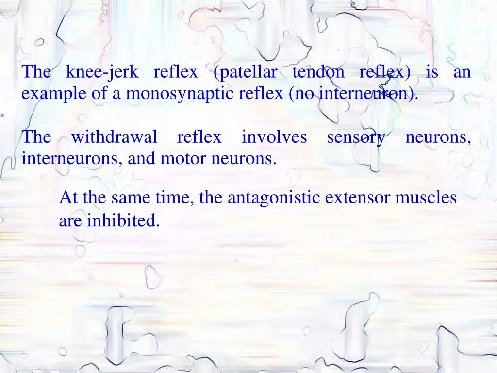 the knee jerk reflex patellar tendon reflex