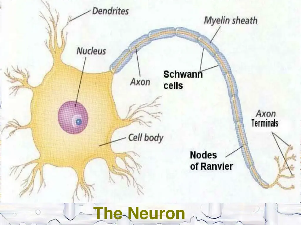 the neuron