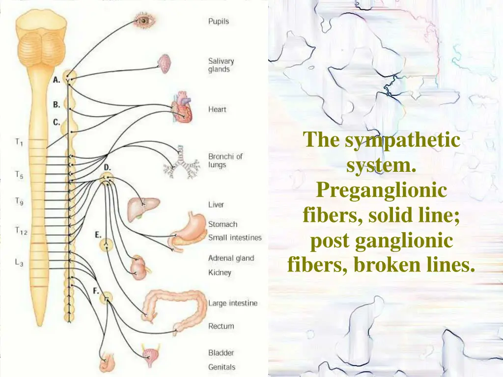 the sympathetic system preganglionic fibers solid