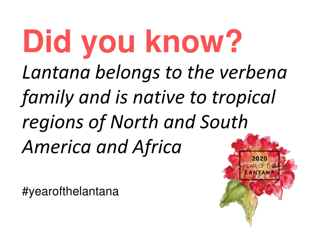 did you know lantana belongs to the verbena