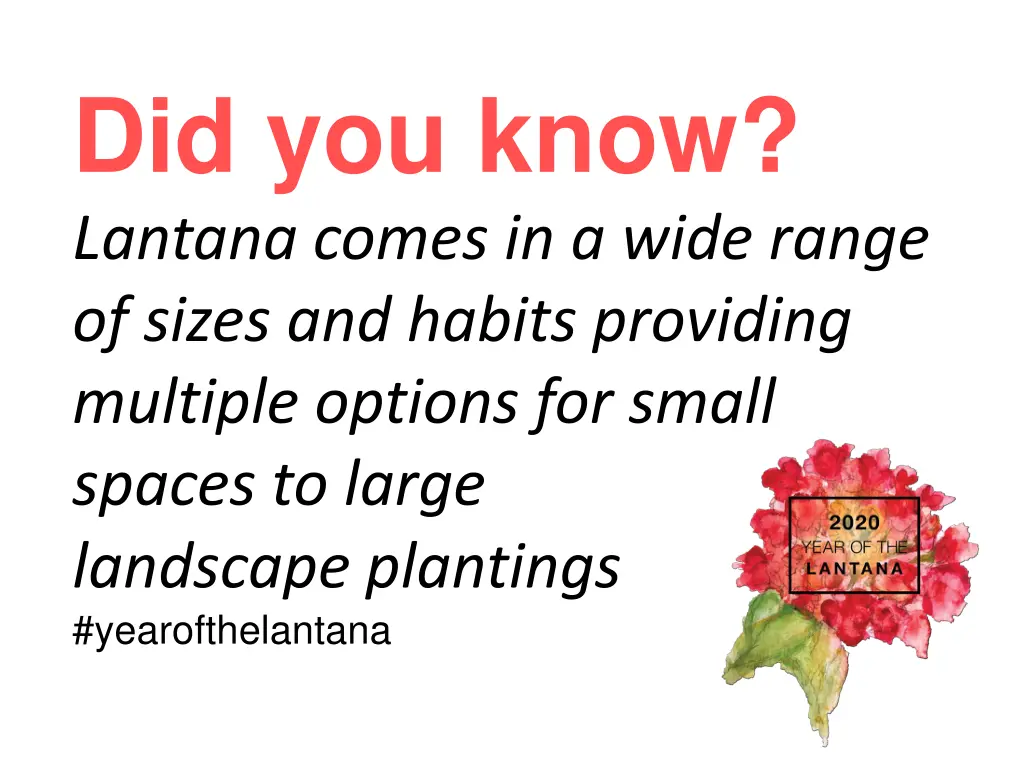 did you know lantana comes in a wide range