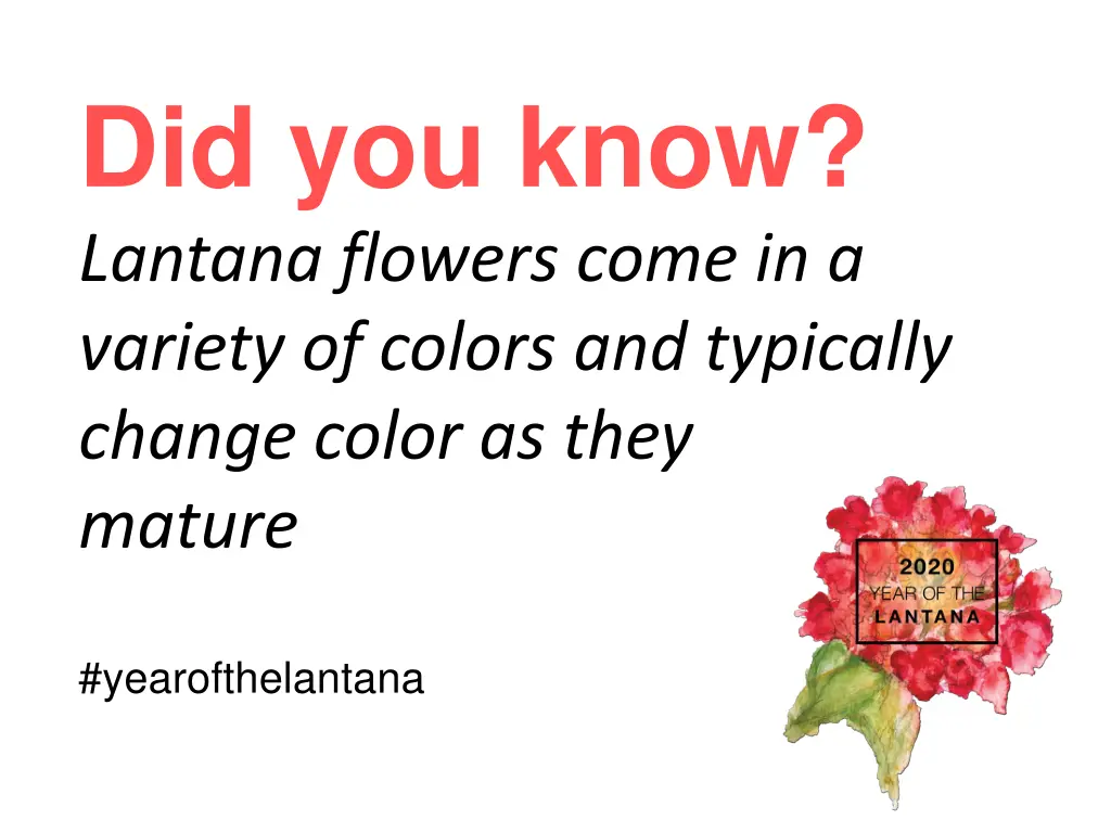 did you know lantana flowers come in a variety