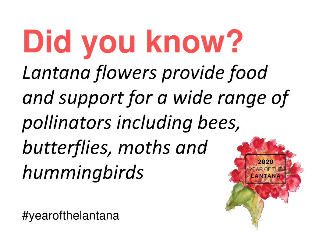 did you know lantana flowers provide food