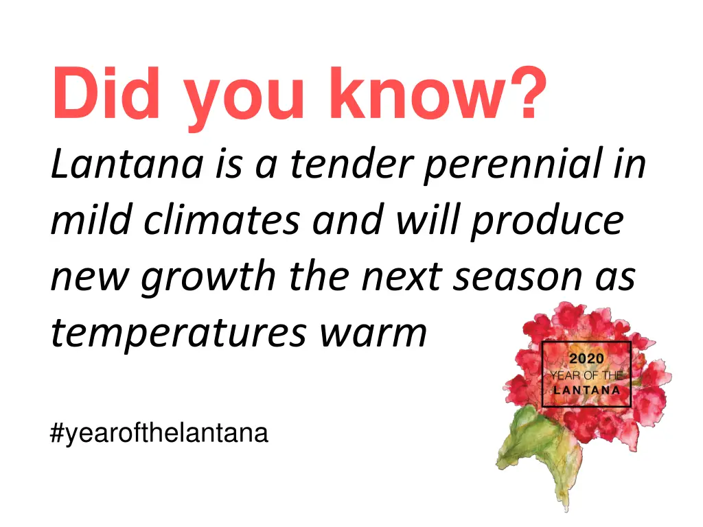 did you know lantana is a tender perennial