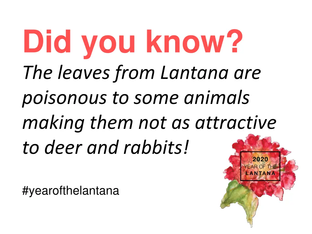 did you know the leaves from lantana