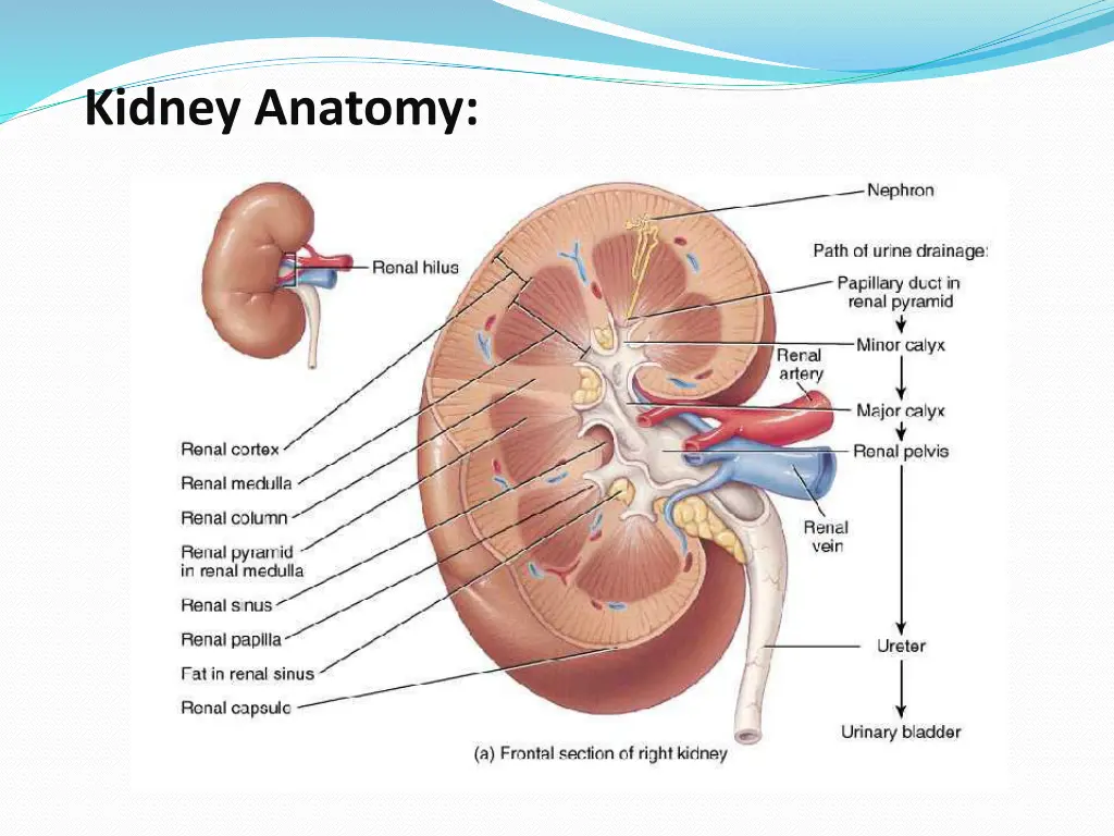 kidney anatomy 1