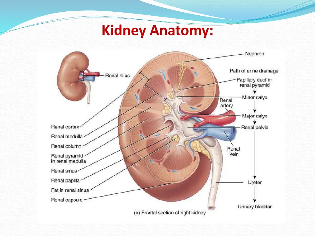 kidney anatomy