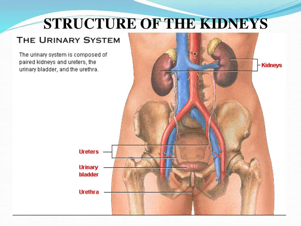 structure of the kidneys