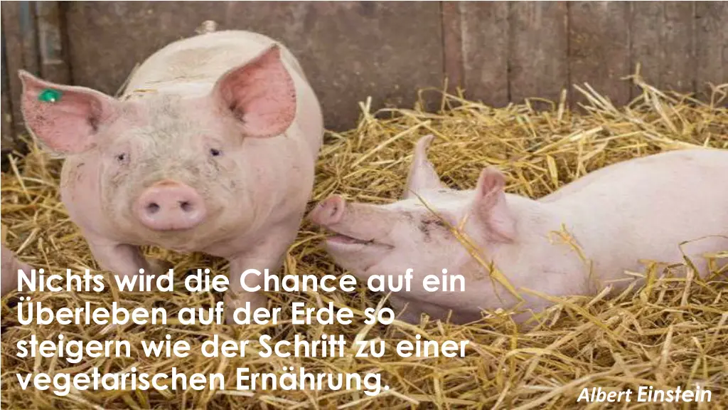 nichts wird die chance auf ein berleben