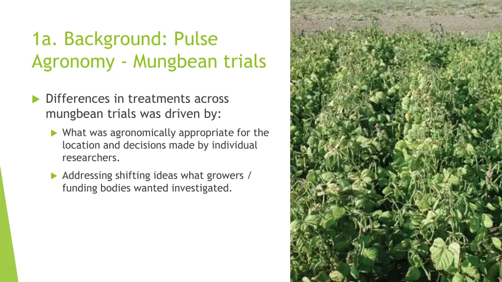 1a background pulse agronomy mungbean trials