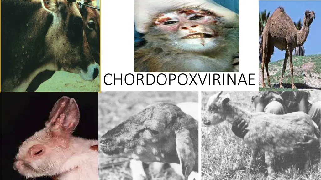 chordopoxvirinae