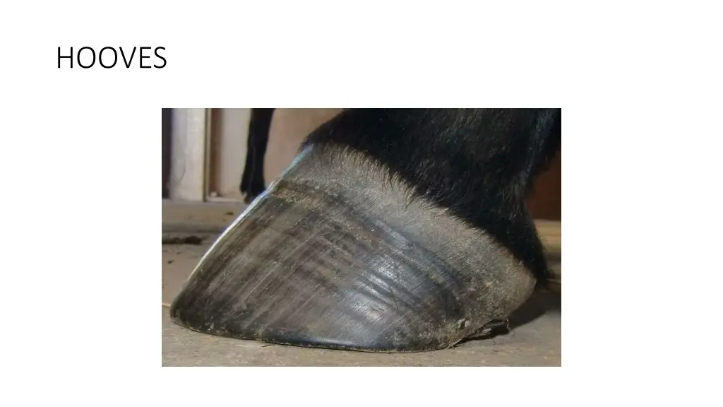 hooves