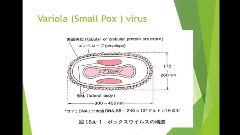 morphology