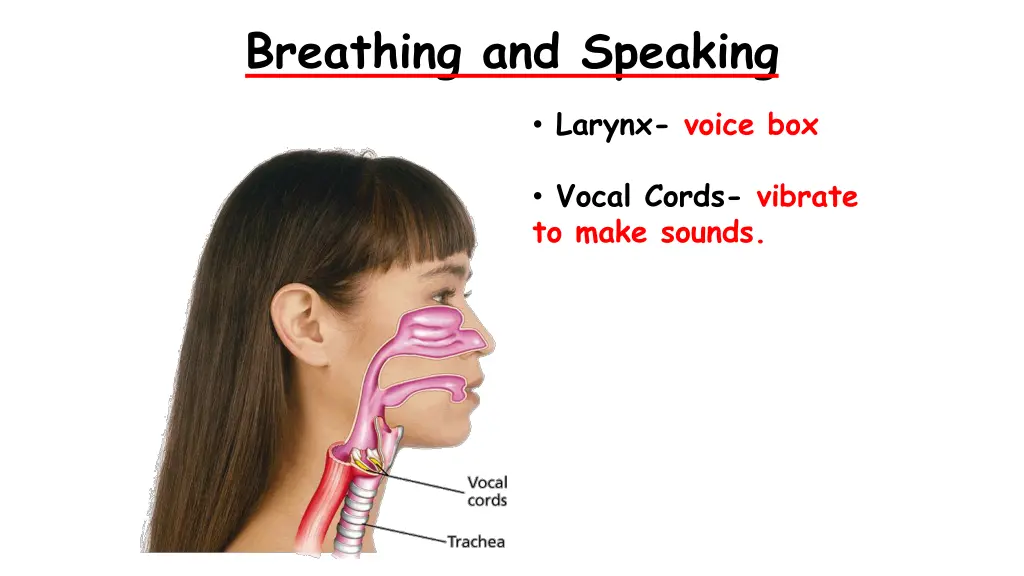 breathing and speaking