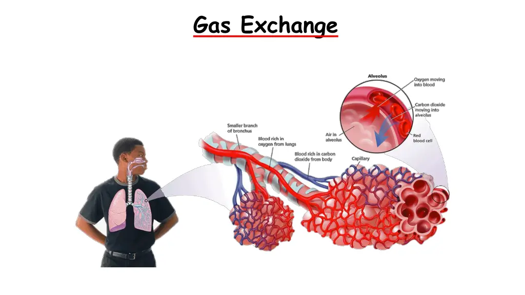 the respiratory system gas exchange
